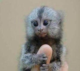 絨猴