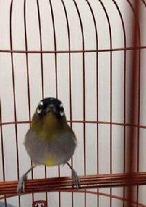 黑頭繡眼鳥 黑頭繡眼鳥