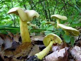 硫磺色口蘑 硫磺色口蘑