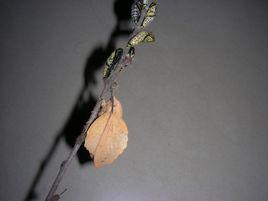 白楊枯葉蛾 白楊枯葉蛾