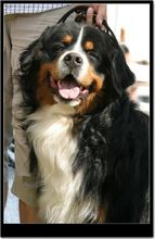 伯爾尼茲山地犬