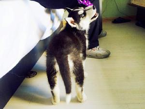 西伯利亞雪橇犬