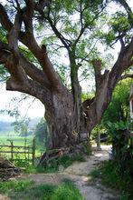 濟川[福建省仙遊縣石蒼鄉濟川村]