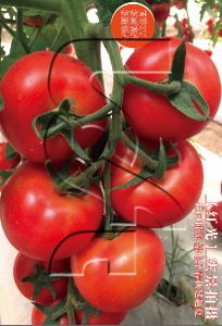 紅光番茄