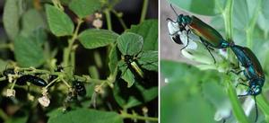 綠邊芫菁 綠邊芫菁