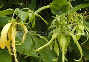 伊蘭精油 伊蘭精油