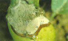 茄子灰霉病的表現症狀