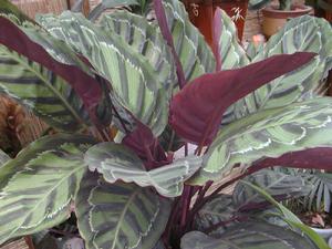 玫瑰竹芋 玫瑰竹芋