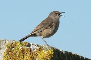 卡如藪鴝 卡如藪鴝