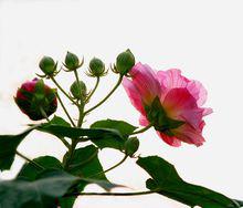 芙蓉[錦葵科植物]