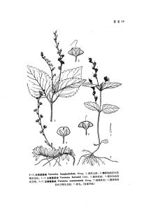 長柄婆婆納 長柄婆婆納