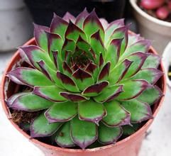 多肉觀音蓮 多肉觀音蓮