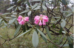 黔東銀葉杜鵑 黔東銀葉杜鵑