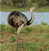 美洲鴕 美洲鴕