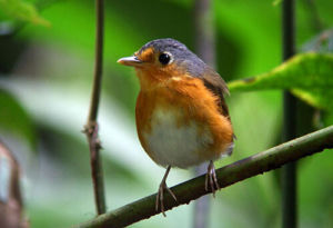 藍頂蟻鶇 藍頂蟻鶇