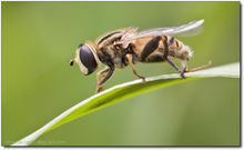 癭蠅科幼蟲 癭蠅科幼蟲