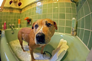 寵物飼養 寵物飼養