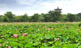 西溪濕地·洪園 西溪濕地·洪園