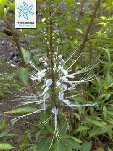 貓須草[貓須草]