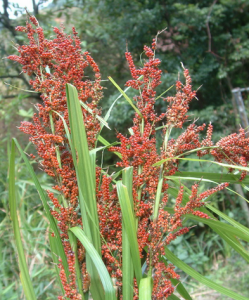 台灣薹草 台灣薹草