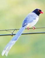 紅嘴藍鵲 紅嘴藍鵲