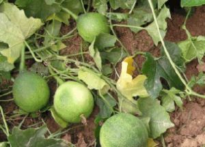 短序瓜蔞 短序瓜蔞