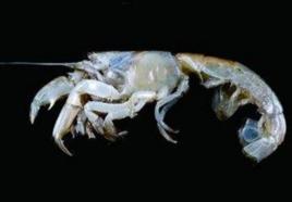 美食奧螻蛄蝦 美食奧螻蛄蝦