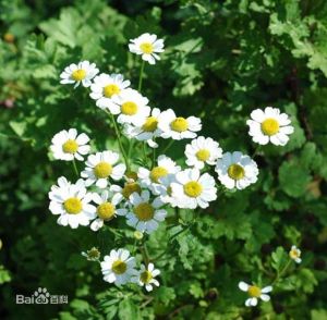 傘房厚喙菊 傘房厚喙菊