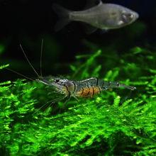 抱卵的中華小長臂蝦