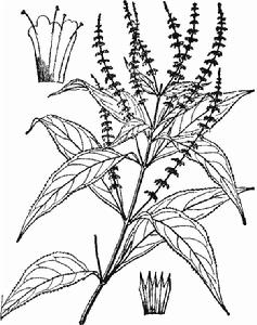 大黑頭草 大黑頭草