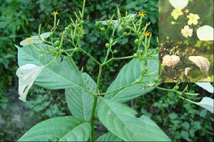 大樹甘草 大樹甘草