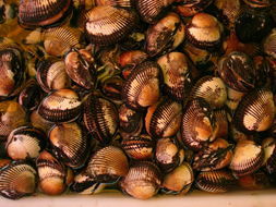 鐵板蛙螺肉 鐵板蛙螺肉