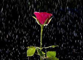 雨中的紅玫瑰