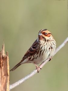 田鵐堪察加亞種 田鵐堪察加亞種