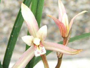 荷擔聽學 荷擔聽學