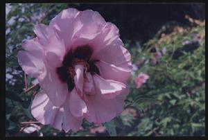 蓮花山自然保護區