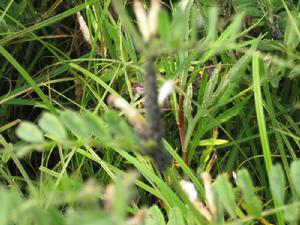 棉花蚜蟲 棉花蚜蟲