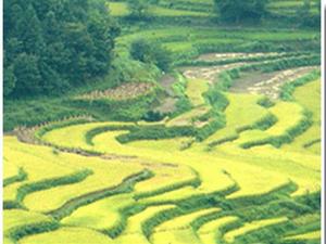 涇縣汀溪鄉郭沖村 涇縣汀溪鄉郭沖村