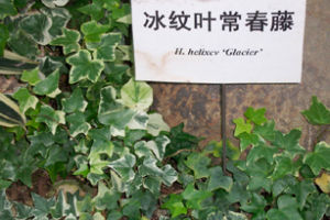 冰紋葉常春藤 冰紋葉常春藤