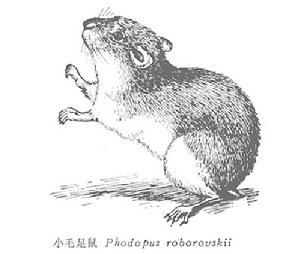 小毛足鼠
