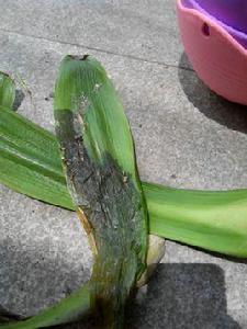 君子蘭軟腐病 君子蘭軟腐病