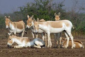 蒙古野驢 蒙古野驢