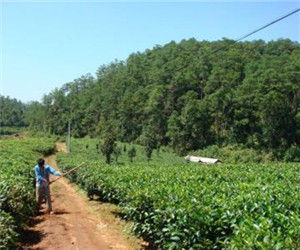 光坡自然村 光坡自然村