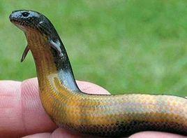 中國火龍 中國火龍