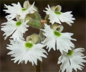 雲南叉柱花 雲南叉柱花