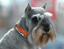 迷你雪納瑞犬[雪納瑞犬品種]