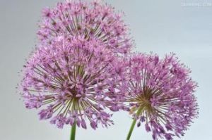 球莖卷耳 球莖卷耳