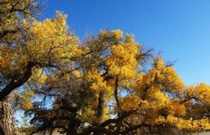 都市胡楊林 都市胡楊林