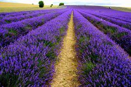 洛陽中國薰衣草莊園 洛陽中國薰衣草莊園