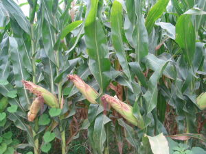 金耕甜2號 金耕甜2號